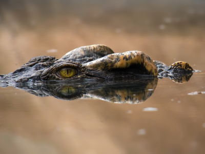 крокодил, глаза, вода