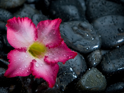 цветок, кам3, капли воды