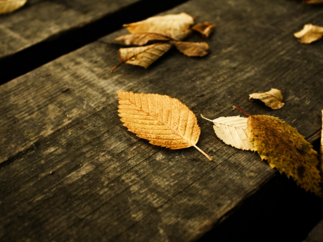 доски, листья жёлтые, осень