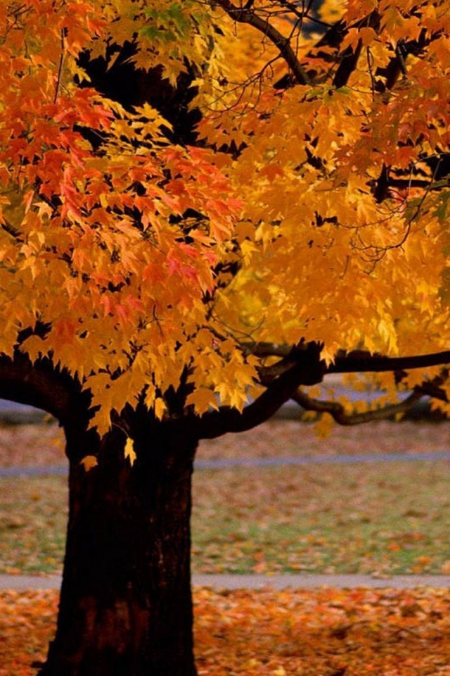 дерево, листья жёлтые, осень