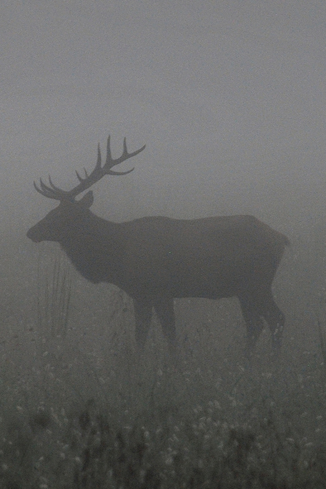 олень, рога, туман