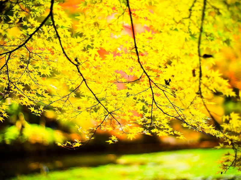 дерево, осень, ветки