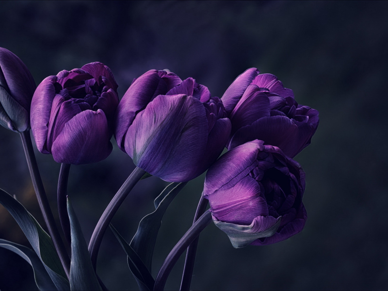 цветы, тюльпаны