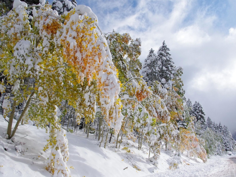 снег, зима, деревья в снегу