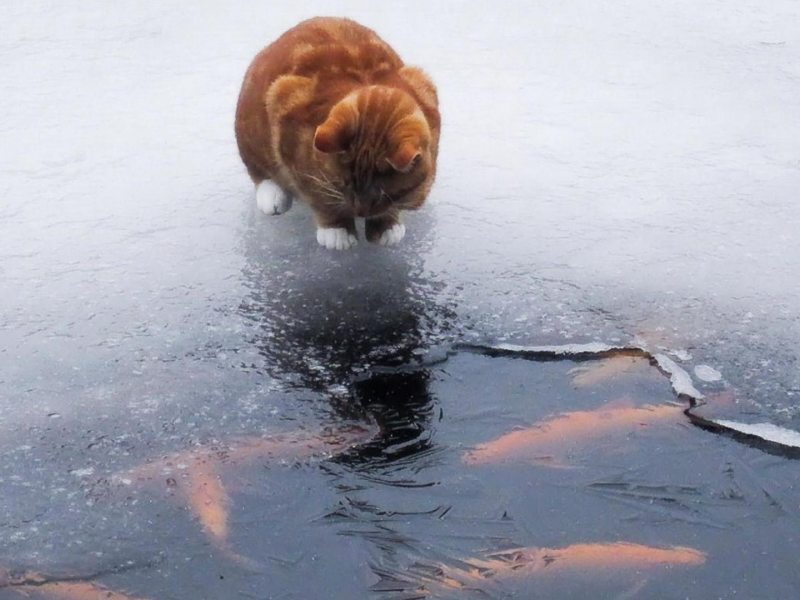 лед, кот, вода, рыба