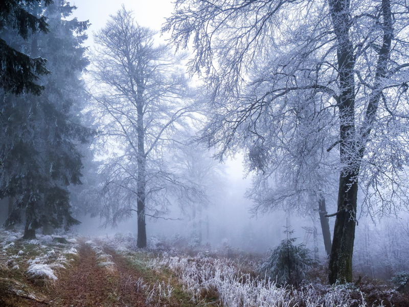 зима, снег, деревья, туман