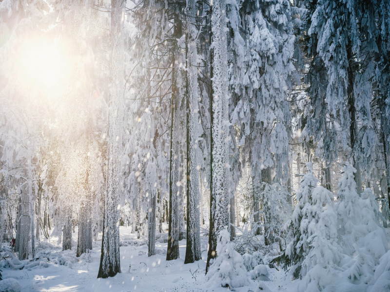 зима, лес, деревья, солнце