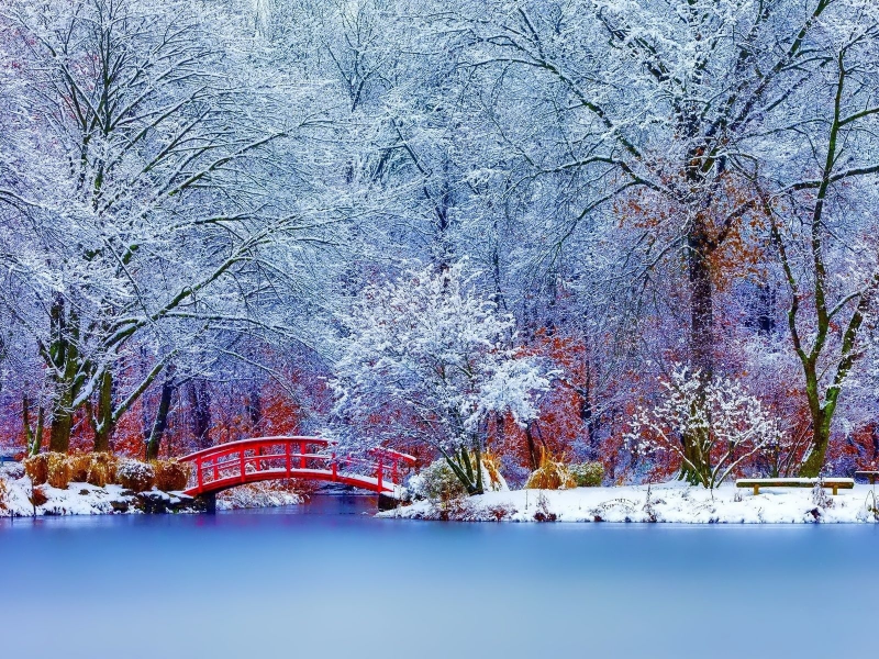 парк, деревья, зима, снег