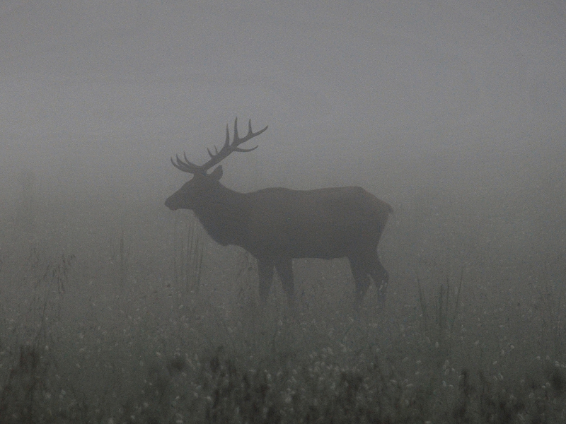 олень, рога, туман