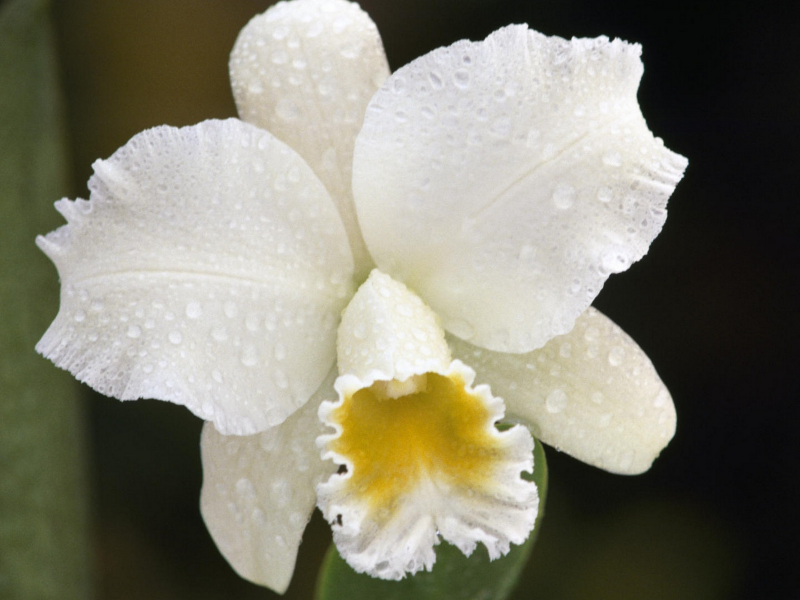 орхидея, капли дождя