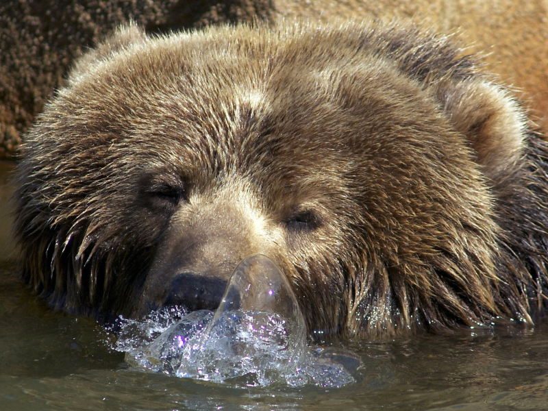 медведь, в воде