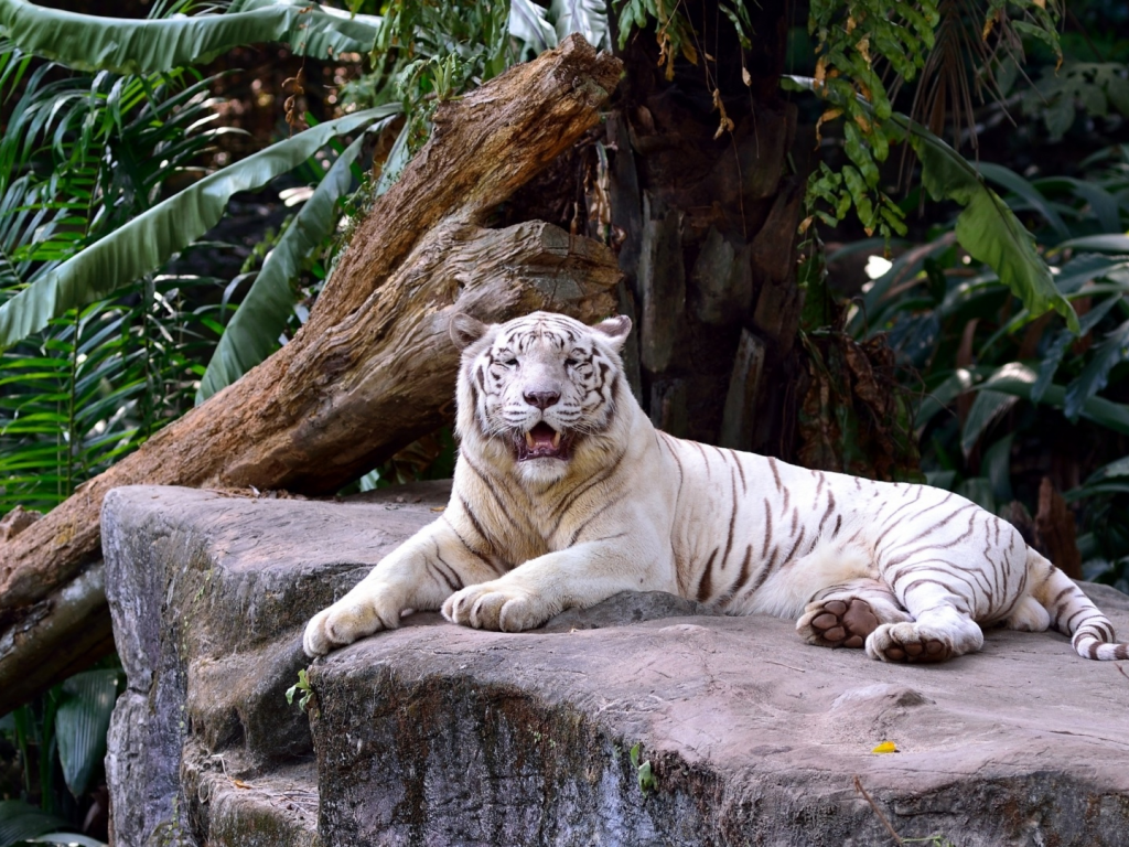 тигр, альбинос