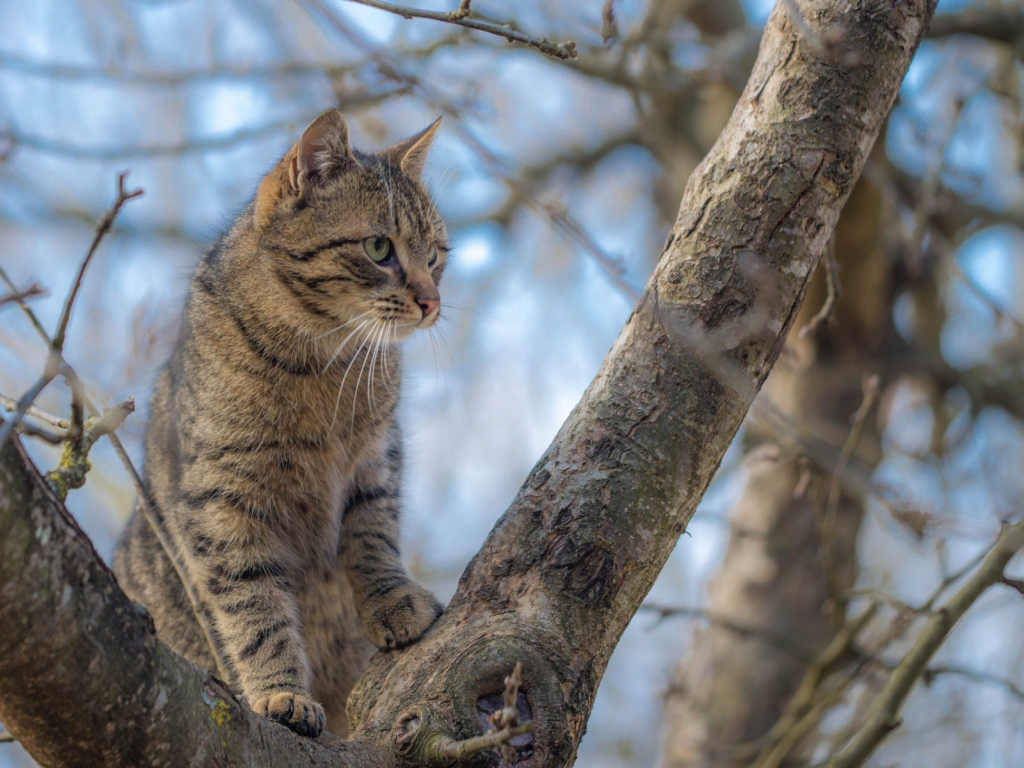 кот, сидит на дереве