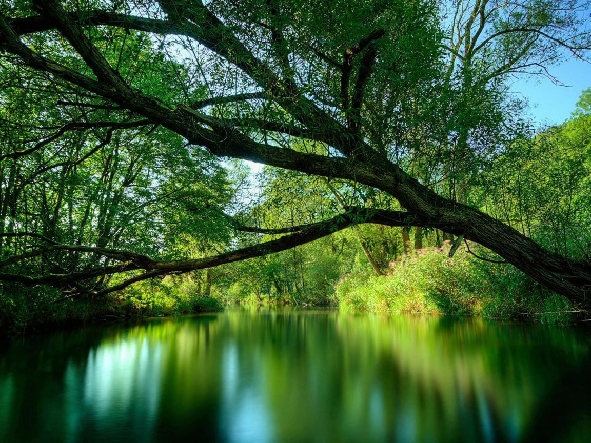 water, tree