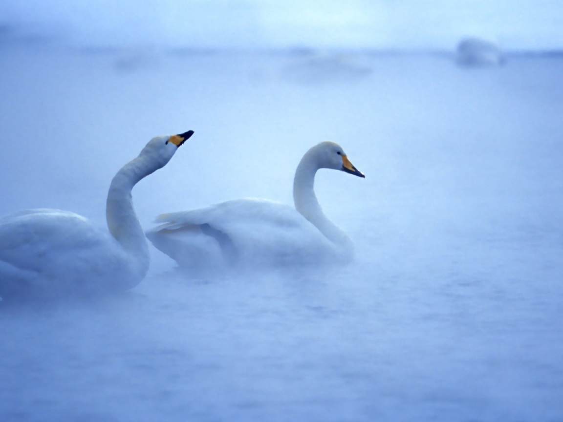 лебеди, птицы, туман