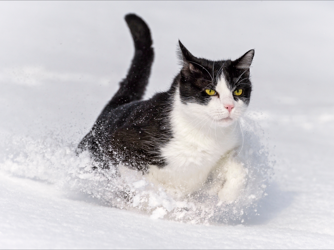 кот, взгляд, усы, снег