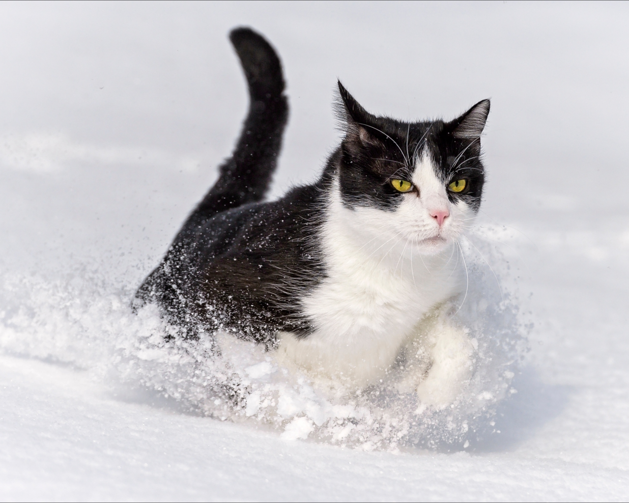 кот, взгляд, усы, снег