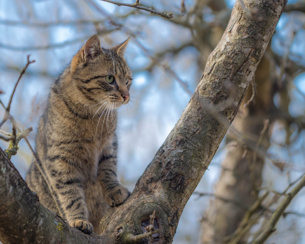 кот, сидит на дереве