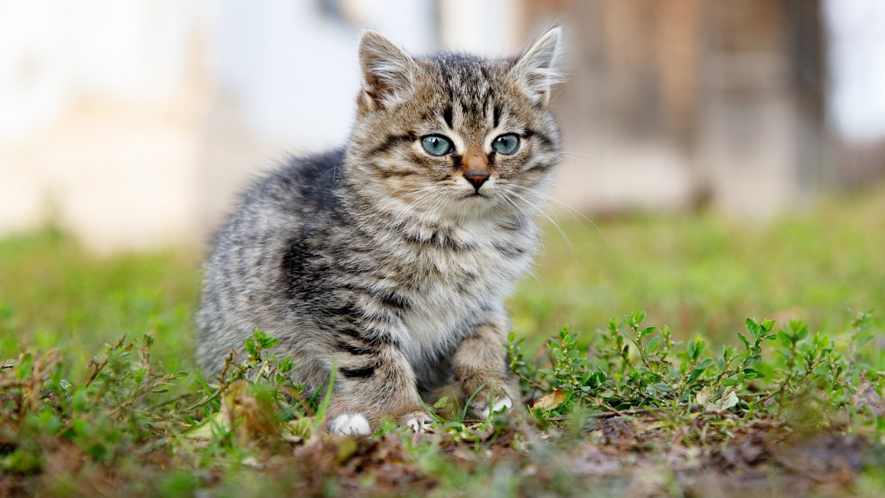 котёнок, маленький, сидит на траве