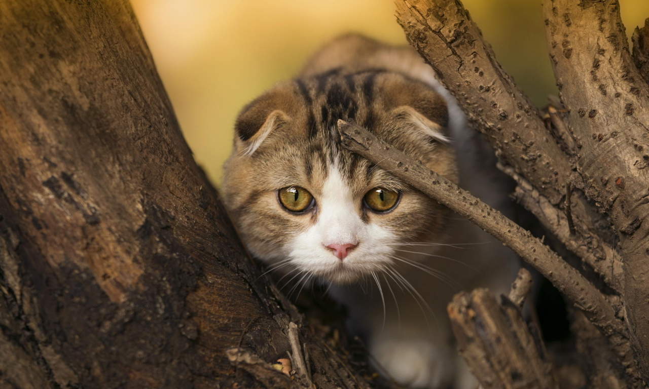 кот, взгляд, усы