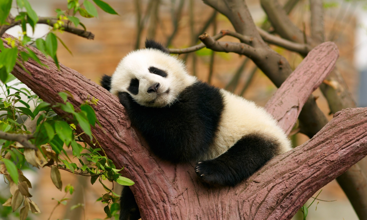 панда, спит, дерево