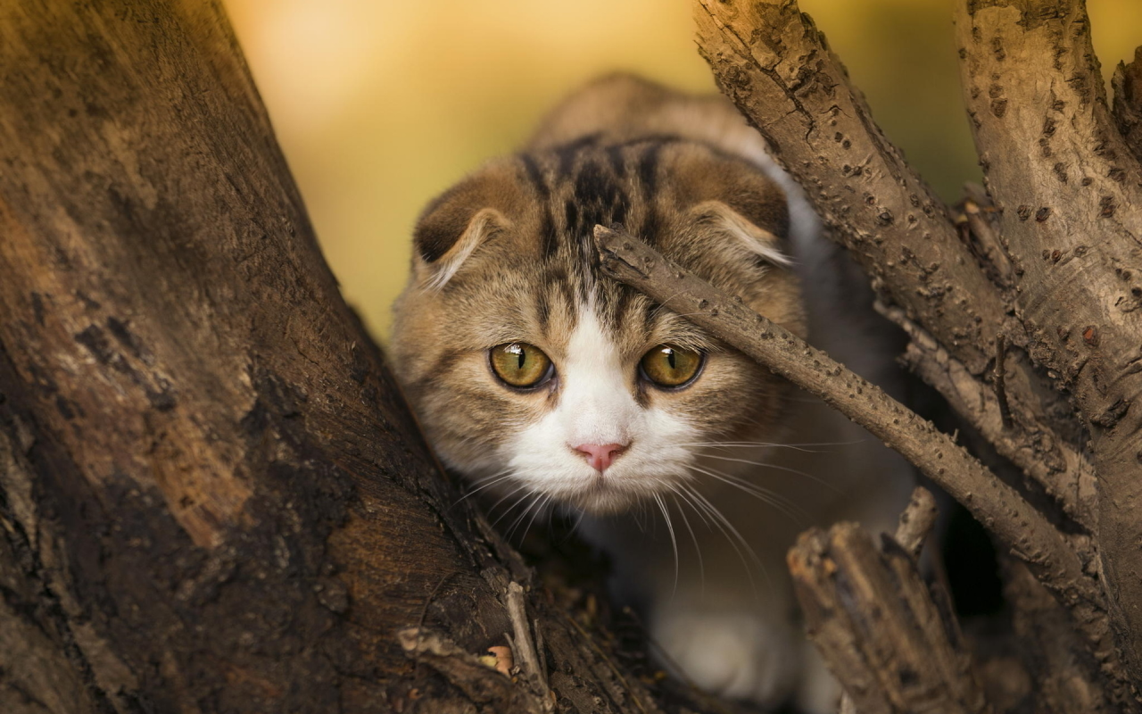 кот, взгляд, усы