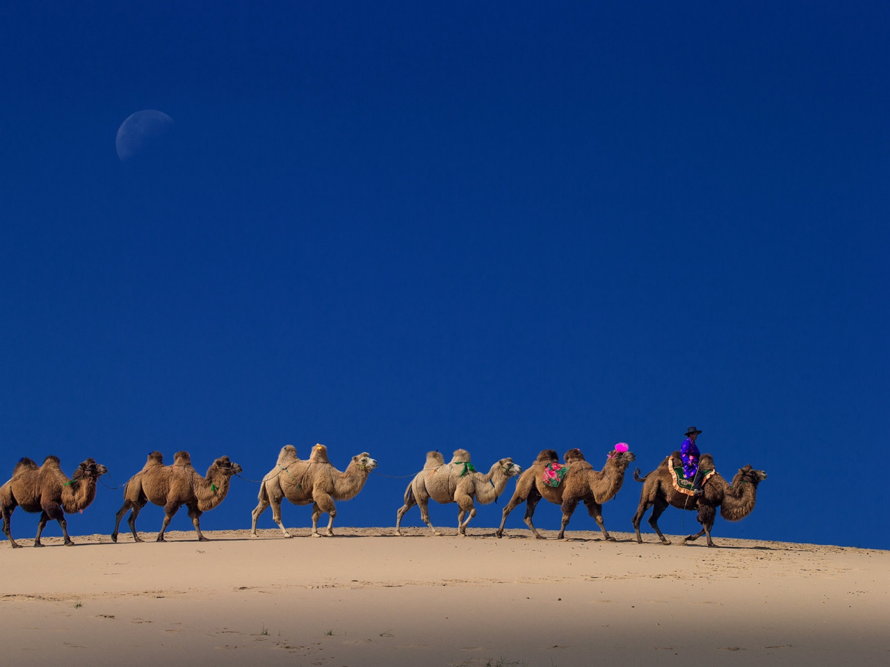 караван, верблюды, пустыня
