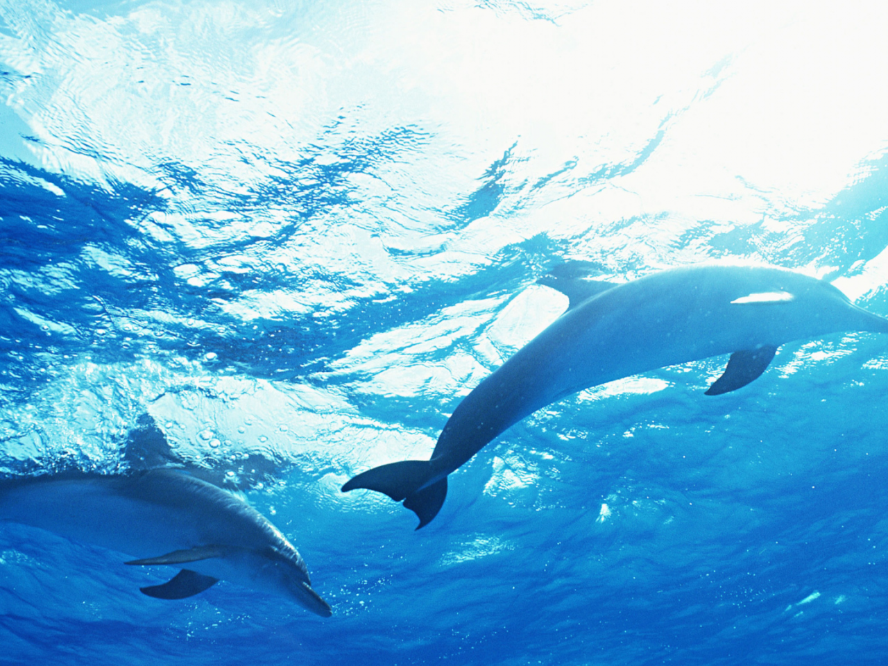дельфины, стая, в море