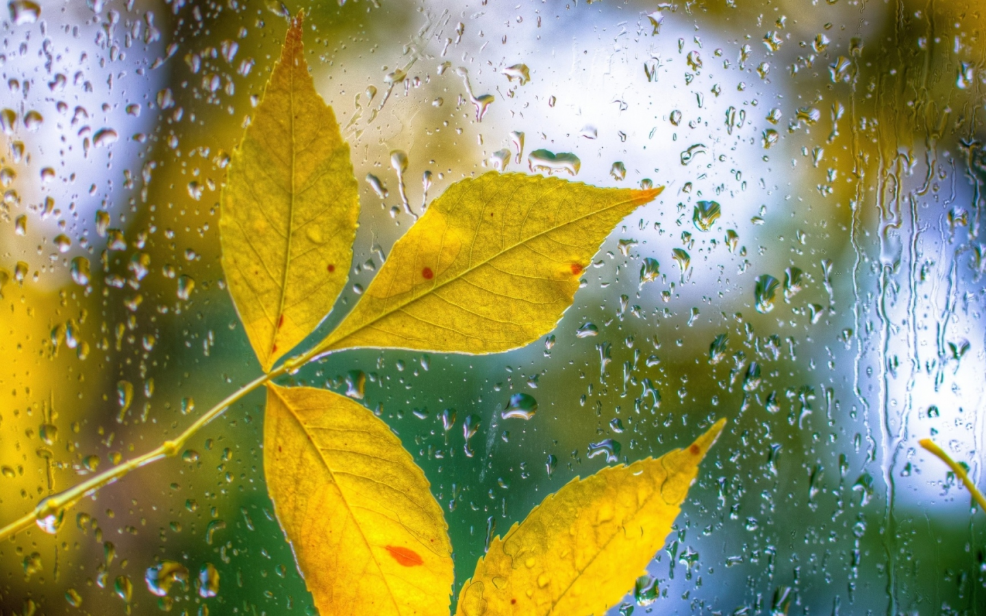 осень, листья жёлтые, дождь
