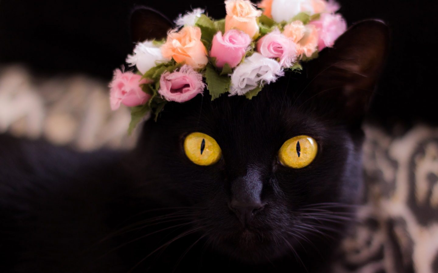 кошка чёрная, взгляд