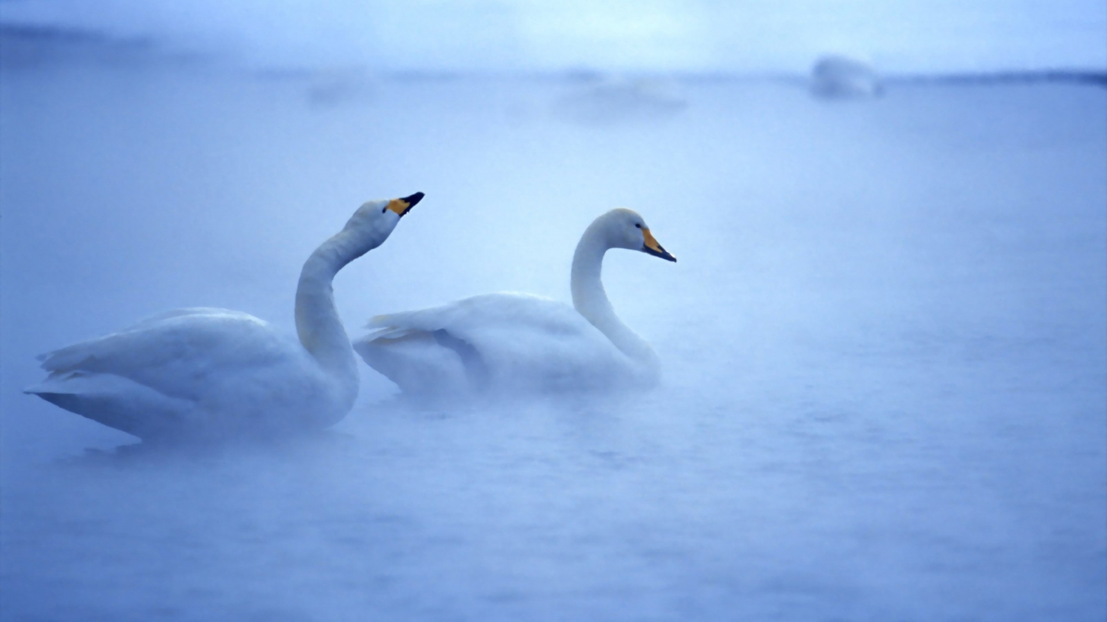 лебеди, птицы, туман