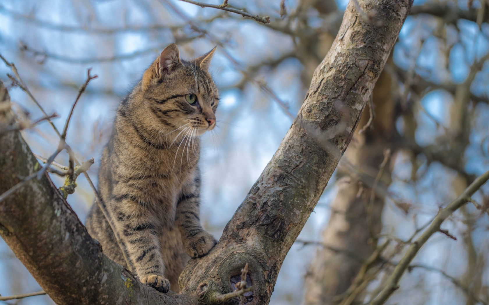 кот, сидит на дереве