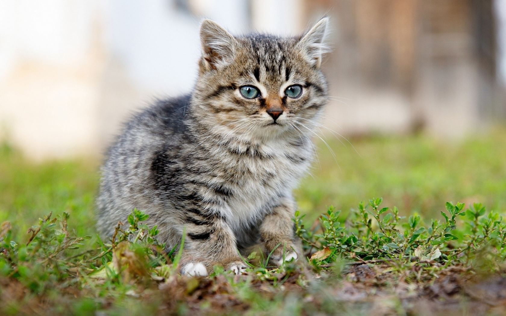 котёнок, маленький, сидит на траве