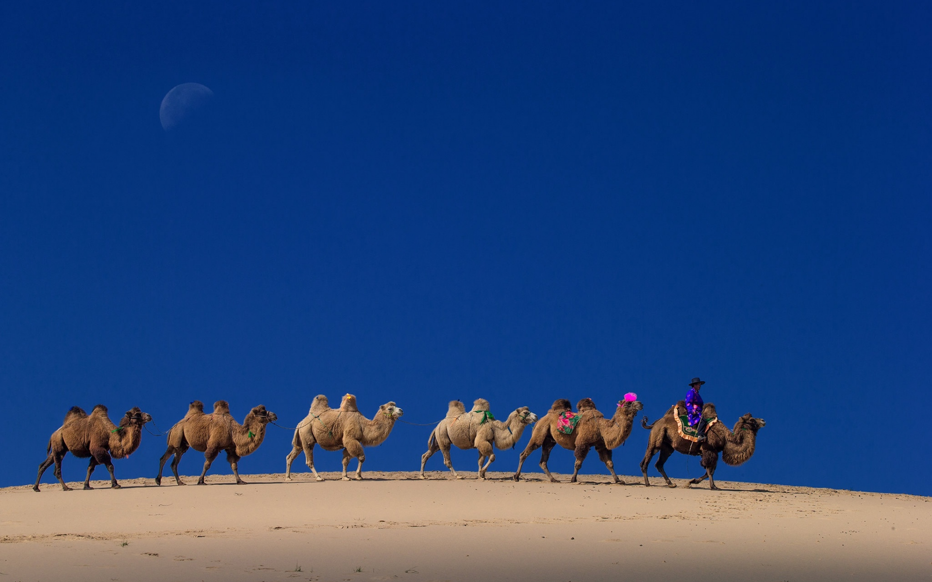 караван, верблюды, пустыня