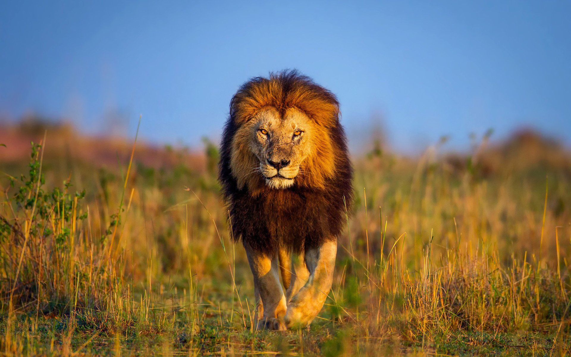 лев, царь зверей