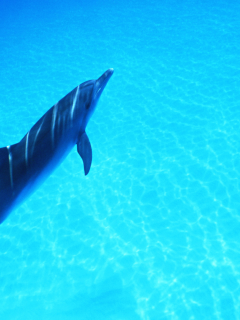 дельфин, море