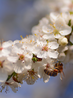 вишня, весна, пчела
