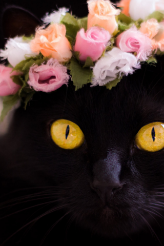 кошка чёрная, взгляд