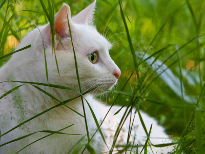 кошка, животные, взгляд, трава