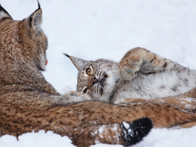 рыси, животные, лежат на снегу