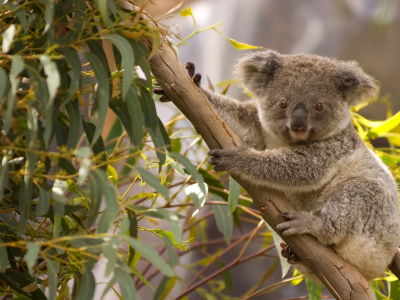 коала, австралия