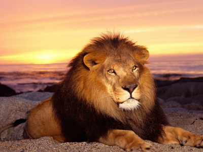 лев, хищник, животное