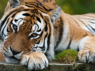 тигр, хищник, взгляд, лежит