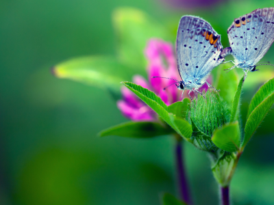 бабочка, цветок