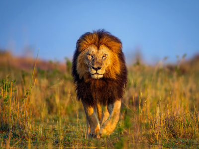 лев, царь зверей