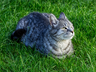 кот, взгляд, усы