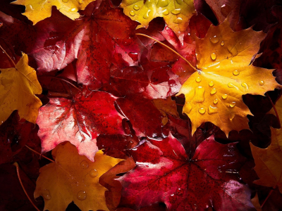 листья, осень, капли дождя