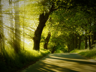 дорога, деревья, солнечный свет