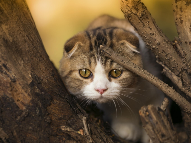 кот, взгляд, усы