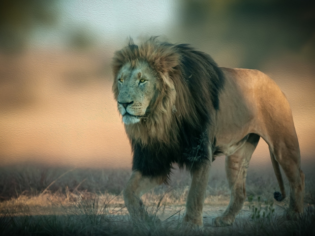 лев, хищник